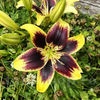 Bulbi Crin Pieton (Lilium)