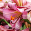 Bulbi Crin Pink Perfection (Lilium)