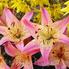 Bulbi Crin Pink Pixie (Lilium)