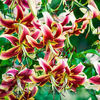 Bulbi Crin Scheherezade (Lilium)