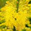 Bulbi Eremurus Bungei