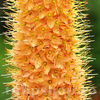 Bulbi Eremurus Cleopatra