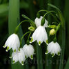 Bulbi Ghiocei de Vară Gravetye Giant (Leucojum Aestivum)