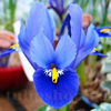 Bulbi Iris Harmony (Stânjenel)