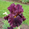 Bulbi Iris Hearty Burgundy (Stânjenel)
