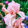 Bulbi Iris Pink Horizon (Stânjenel)