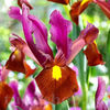 Bulbi Iris Red Ember (Stânjenel)