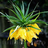 Bulbi Lalea Imperială Lutea (Fritillaria)