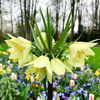 Bulbi Lalea Imperială Raddeana (Fritillaria)