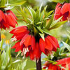 Bulbi Lalea Imperială Rubra Maxima (Fritillaria)