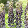 Bulbi Lalea Imperială Twin Towers Tribute (Fritillaria)