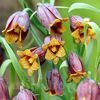 Bulbi Lalea Imperială Uva Vulpis (Fritillaria)
