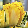 Bulbi Lalele Akebono (Tulip)