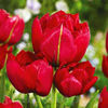 Bulbi Lalele Estatic (Tulip)