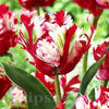 Bulbi Lalele Estella Rijnveld (Tulip)