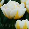 Bulbi Lalele Flaming Evita (Tulip)