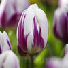 Bulbi Lalele Flaming Flag (Tulip)