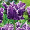 Bulbi Lalele Mysterious Parrot (Tulip)
