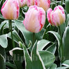Bulbi Lalele New Design (Tulip)
