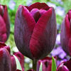Bulbi Lalele Ronaldo (Tulip)