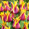 Bulbi Lalele Sonnet (Tulip)