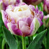 Bulbi Lalele Sweet Desire (Tulip)