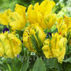 Bulbi Lalele Texas Gold (Tulip)