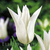 Bulbi Lalele Tres Chic (Tulip)