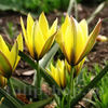 Bulbi Lalele Urumiensis (Tulip)