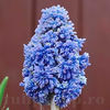 Bulbi Muscari Blue Spike