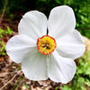 Bulbi Narcise Actaea