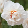 Bulbi Narcise Bridal Crown