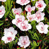 Bulbi Oxalis Double Pink Wonder (Trifoi)