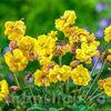 Bulbi Oxalis Double Trouble (Trifoi)