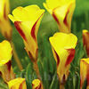 Bulbi Oxalis Golden Cape (Trifoi)