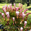 Bulbi Oxalis Versicolor (Trifoi)