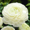 Bulbi Ranunculus Alb (Piciorul Cocoșului)