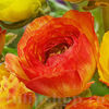 Bulbi Ranunculus Aviv Picotee Orange (Piciorul Cocoșului)