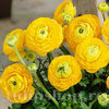 Bulbi Ranunculus Galben (Piciorul Cocoșului)