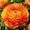 Bulbi Ranunculus Portocaliu (Piciorul Cocoșului)