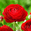 Bulbi Ranunculus Roșu (Piciorul Cocoșului)