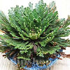 Bulbi Trandafir de Ierihon (Selaginella Lepidophylla)