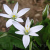 Bulbi Ornithogalum Umbrellatum