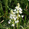 Bulbi Viorea Campanulata Alba (Scilla)