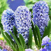 Bulbi Zambile Delft Blue (Hyacinthus)