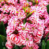 Bulbi Zambile Eros (Hyacinthus)