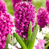 Bulbi Zambile Miss Saigon (Hyacinthus)