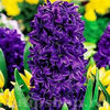 Bulbi Zambile Purple Star (Hyacinthus)