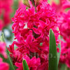 Bulbi Zambile Red Diamond (Hyacinthus)