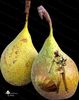 pear-1-m